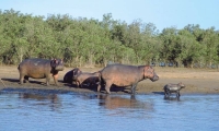 Le safari, une activité à privilégier en Afrique du Sud