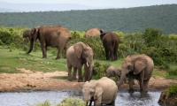 Safari en Afrique du Sud : découvrir 3 de ses plus beaux parcs et réserves